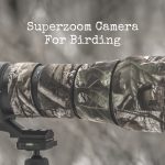 The Best Superzoom Camera for Birding In 2020